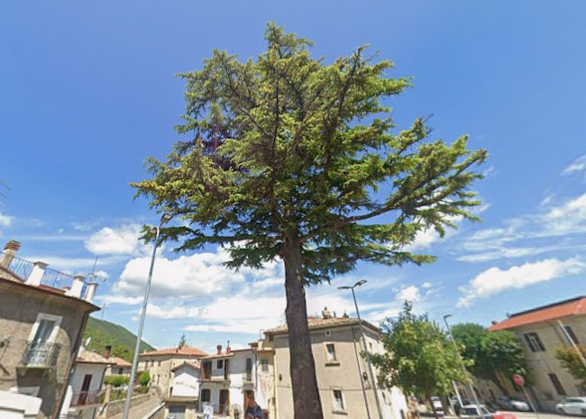 Ordinato l'abbattimento del cedro di Piazza Ara dei Santi a Collelongo per rischio caduta