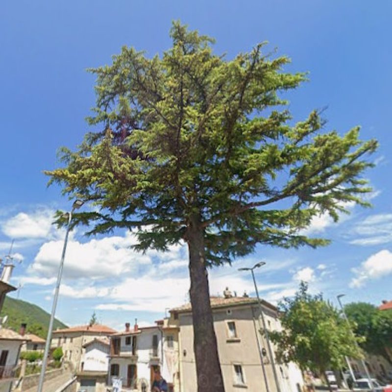 Ordinato l'abbattimento del cedro di Piazza Ara dei Santi a Collelongo per rischio caduta