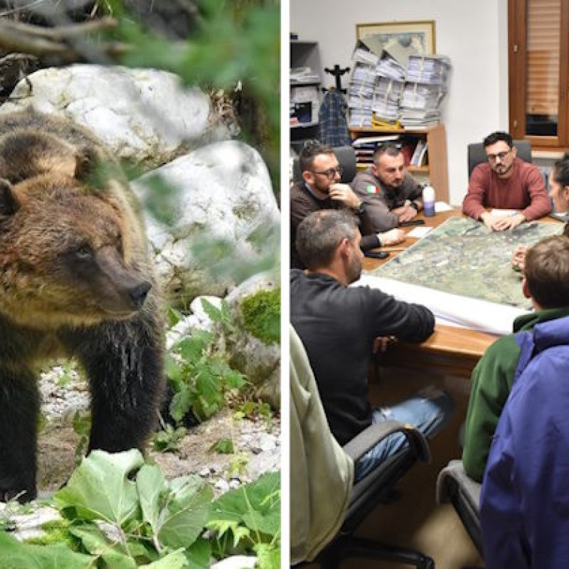 Riunione del Comitato della Comunità a misura d'orso di Gioia dei Marsi, strumento chiave per la convivenza tra uomo e orso bruno marsicano
