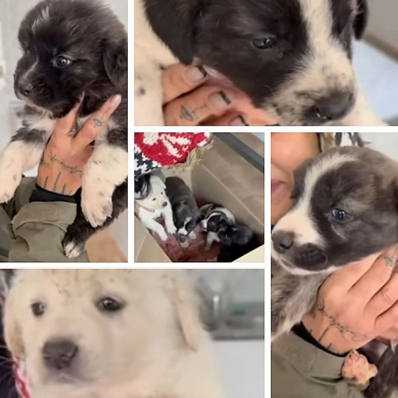 Cuccioli abbandonati in uno scatolone all'ingresso autostradale: "Quanta crudeltà, uno era già morto"